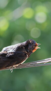 Detailed vertical close-up of a chick swallow tweeting loudly with its orange mouth wide open.