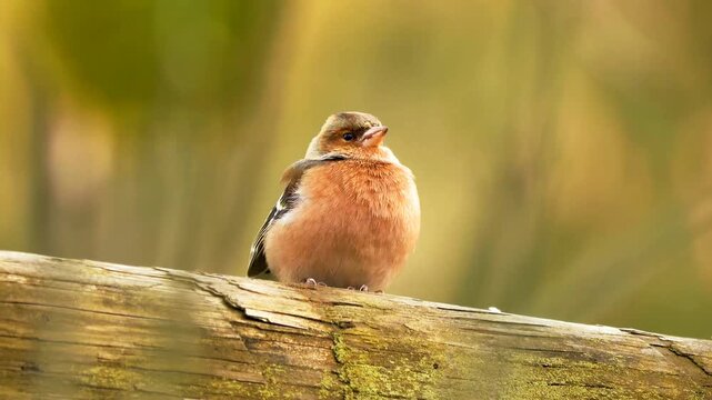 Young bee eater vocalizes while perched on a weathered branch in sunlight