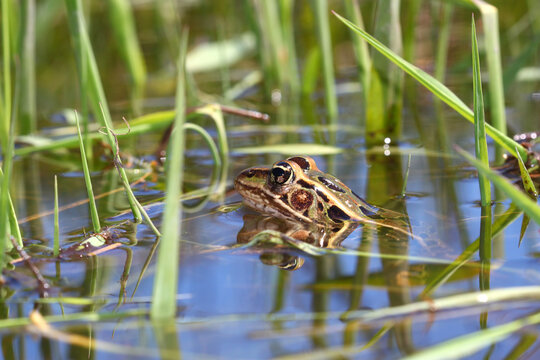 Northern Leopard Frog peeks out of the water in northern Illinois