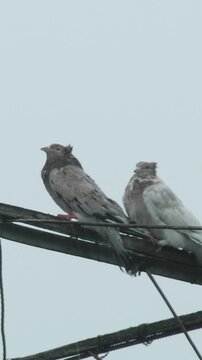 Pair of fancy domestic doves perching on a wooden homemade antenna in rainy weather.