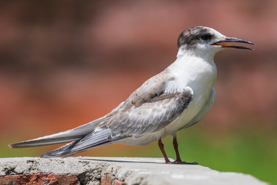 Close-up view of a Common Tern (Sterna hirundo) in the Kathmandu Valley, Nepal. This migratory waterbird was photographed in an urban wetland