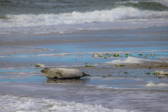 A picturesque and serene scene of a light gray seal lounging on the warm beach with gentle waves in the background