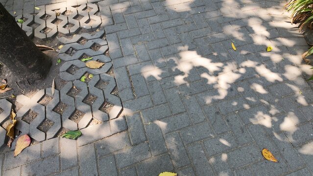 Garden pathway with tree shadows.