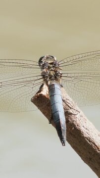 Vertical macro shot of a blue dragonfly perching on a wooden stick above a flowing river.
