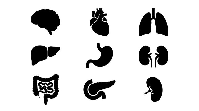 Human Internal Organs Transparent Icon Set, Brain Heart Lungs Stomach Anatomy Silhouette