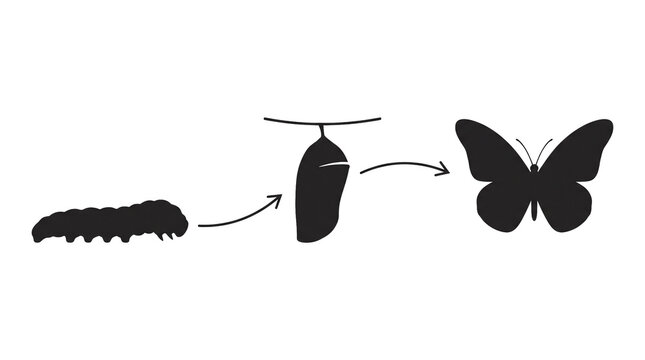 Butterfly Life Cycle Transparent Icon Set, Caterpillar Chrysalis to Butterfly Silhouette