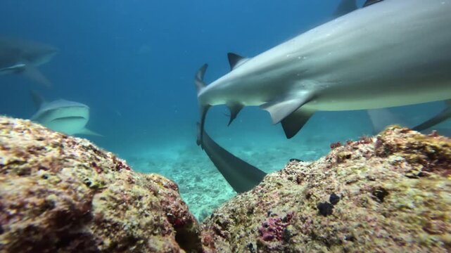Bull shark swimming in clear blue ocean water near a coral reef, surrounded by other sharks and a small fish, capturing a moment of marine life in the South Pacific, Fiji islands