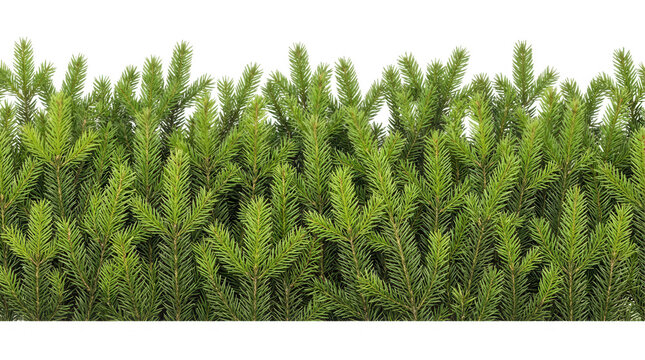 Eine dichte Reihe aus frischen, gr&uuml;nen Tannenzweigen isoliert auf wei&szlig;em Hintergrund, ideal als weihnachtliche Bord&uuml;re oder dekorativer Rahmen f&uuml;r festliche Designs.