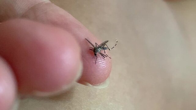 Real-time 4K macro footage capturing a weak, stunned mosquito resting on a person's fingertip against a soft blurred skin background in Jakarta, Indonesia. Filmed in natural daylight with razor-sharp 