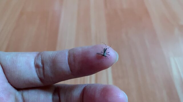 Real-time 4K macro footage capturing a stunned mosquito weakly resting on a person's index finger in Jakarta, Indonesia, after being struck. Shot under bright natural daylight with high focal clarity 