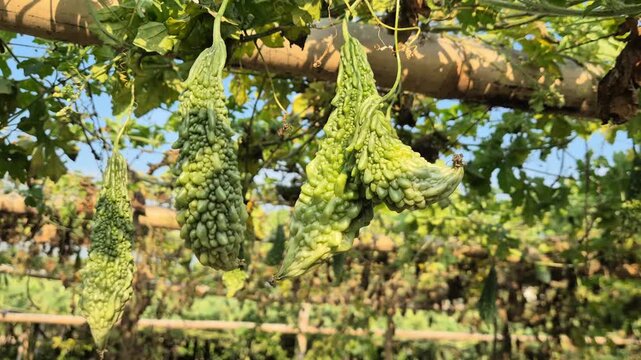 Fresh Bitter Gourd Hanging On Bamboo Trellis Harvest Ready Farm Close Up