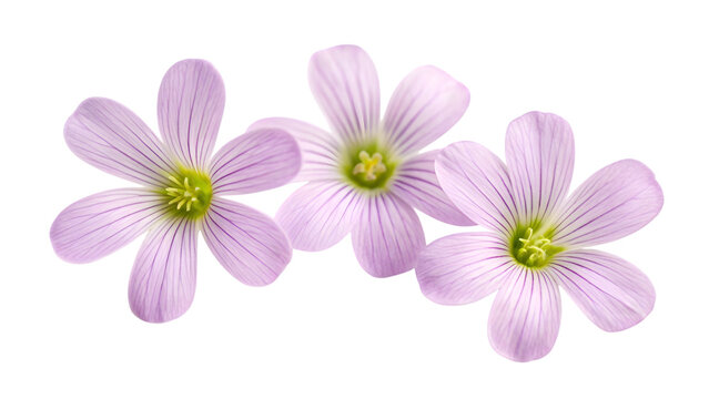 Three delicate purple wood sorrel flowers isolated on transparent background for spring botanical design