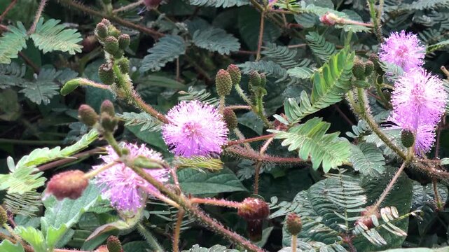 Natural scene of bee activity among pink mimosa flowers and green foliage, capturing pollinator habitat, botanical beauty, and tropical ecosystem details for environmental and commercial footage.
