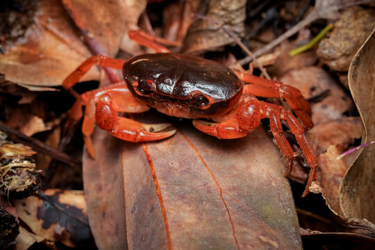 Japanese Freshwater Crab on Damp Fallen Leaves Close Up