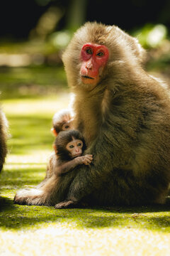 Wild Yakushima Macaque Mother Holding Her Infant on Moss