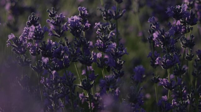 Lavender, bees, flowers blooming in a serene field during golden hour sunlight providing a peaceful and natural botanical atmosphere for environmental projects
