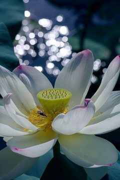 蓮の花