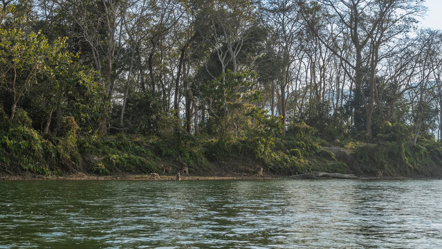 Wild animals on the riverbank in the jungle. Monkeys and axis spotted deer came to drink. Thickets of trees and bushes on the shore. The blue sky. Nepal. Chitwan National Park. Rapti river.