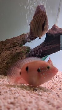 Red Spotted Severum Cichlid and Discus Fish Swimming in Freshwater Aquarium