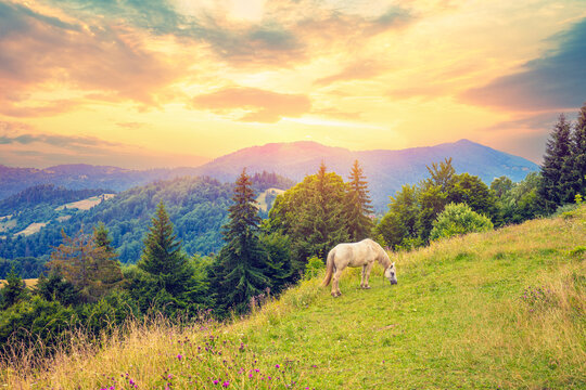 White horse grazing on the slope of the mountain on a summer sunny day