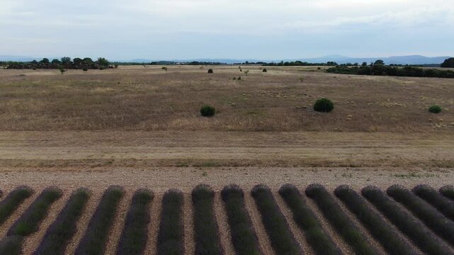 Campi di lavanda in fiore, Provenza