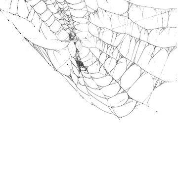 Mod&egrave;le de toile d'araign&eacute;e noir sur fond transparent.