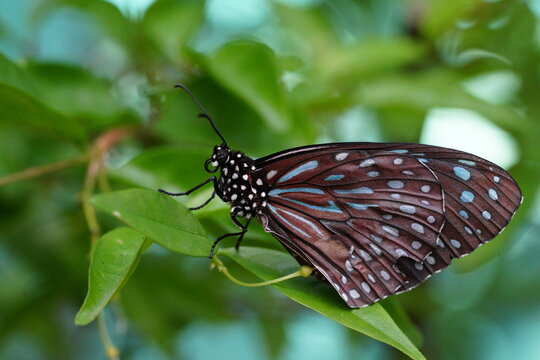 Beautiful Butterfly on Green Leaf Close Up Nature Shot