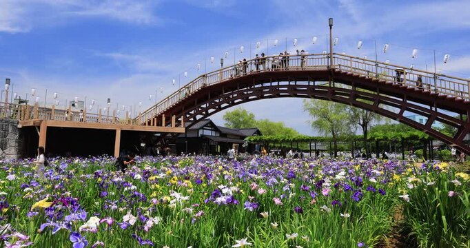 水郷潮来あやめ園の水雲橋と風に揺れるアヤメ
