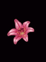 Fototapeta premium Pink lily flower isolated on black background, digital painting illustration of a blooming lily botanical element