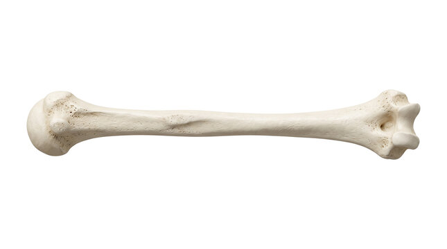 Anatomical human humerus bone, medical study of upper arm skeletal structure, realistic white bone for science education isolated PNG with Transparent Background