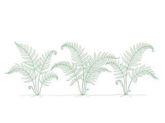 Delikatny rysunek liniowy trzech paproci w kolorze zielonym na białym tle, minimalistyczna ilustracja roślinna z dużą ilością miejsca na tekst dla projektów graficznych.