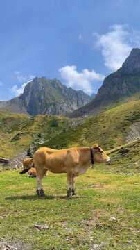 Cow Grazing in Green Mountain Pasture with Bell, Alpine Farming and Rural Life Concept, vertical footage