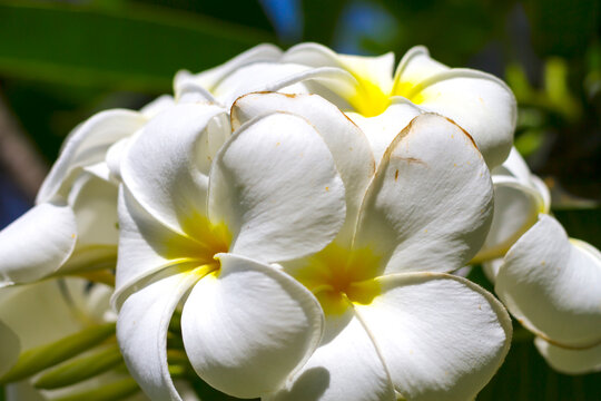 Wthie frangipani flower or Kamboja merah