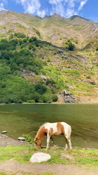 Wild Pony Grazing by Mountain Lake, Nature and Freedom Concept, vertical footage