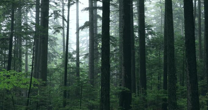 雌阿寒岳の霧のアカエゾマツ純林