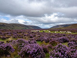 Fototapeta premium Wide moorland panorama highland sheep distant heather scottish highlands