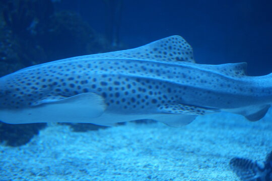 Leopard Shark Swimming Underwater in Blue Ocean