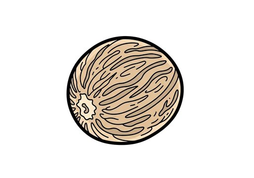 Single whole nutmeg seed isolated on white background for spice and flavor illustration.