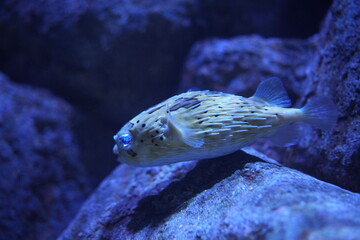 Porcupine Pufferfish Underwater Scene © Jimmy