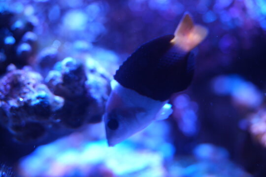 Close Up of a Black and White Fish Underwater