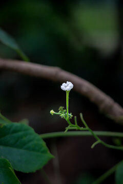 green praying mantis