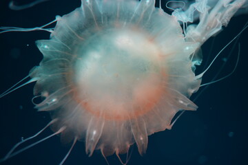 Jellyfish Floating in Dark Ocean Waters Underwater Life © Jimmy