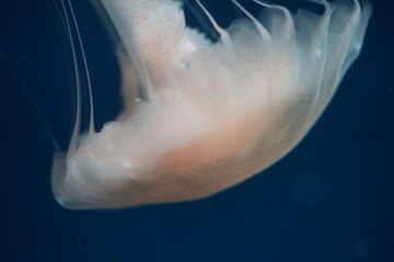 Close Up of Jellyfish in Ocean Water © Jimmy