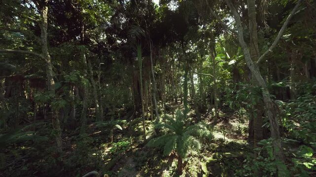 Dense leafy jungle with dappled sunlight, layered canopy, dangling lianas and rich undergrowth providing ideal habitat for birds, insects and biodiversity