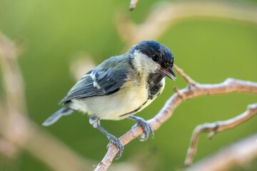Great tit, Parus major, single bird on branch, © janny2