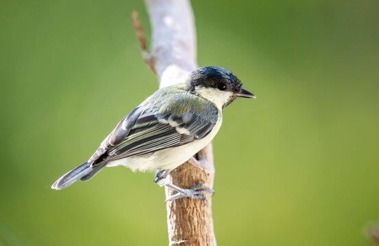 Great tit, Parus major, single bird on branch,