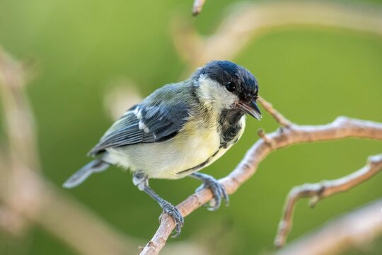 Great tit, Parus major, single bird on branch,