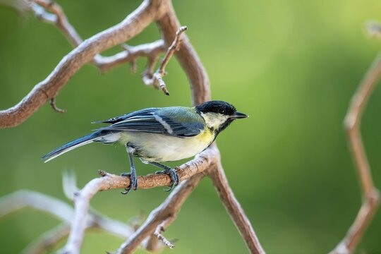 Great tit, Parus major, single bird on branch,