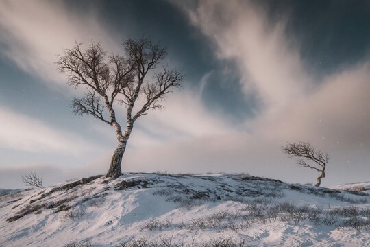 Lonely birch trees grow on snowy hill in Finnish Lapland. Bare mountain trees stand under moody sky with soft clouds in winter wilderness. Cold arctic landscape features white snow, remote highland