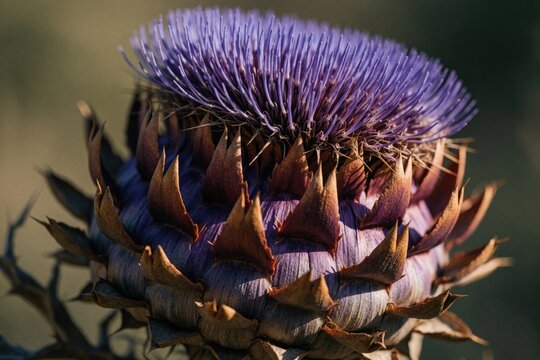 Closeup of dried artichoke thistle, also known as cynara, with spiky purple, brown petals, natural sunlight texture, ideal for botanical studies, health recipes, Mediterranean themes.